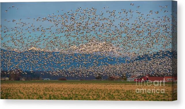Snow Geese Canvas Print featuring the photograph Skagit Snow Geese Storm by Mike Reid