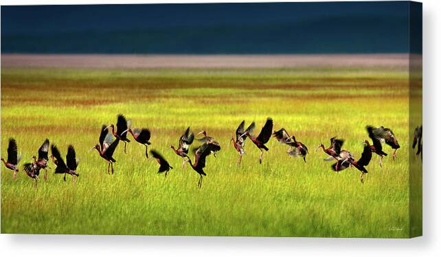 Bird Canvas Print featuring the photograph Take Off by Leland D Howard