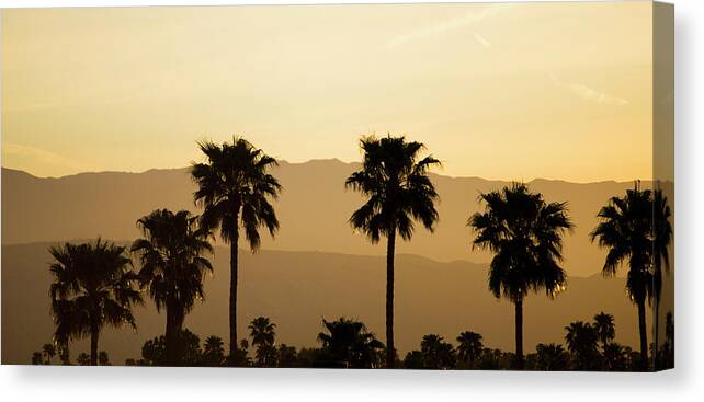 Tranquility Canvas Print featuring the photograph Usa, California, Palm Springs, Palm by Tetra Images