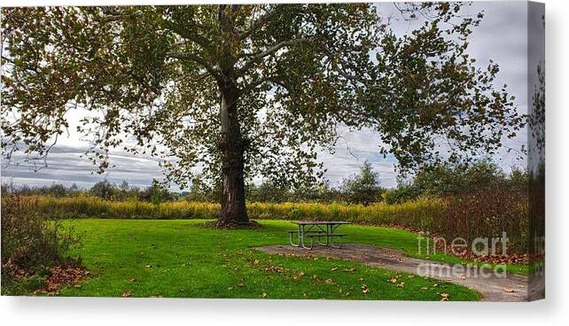 Nature Canvas Print featuring the photograph Walnut Woods Tree - 1 by Jeremy Lankford