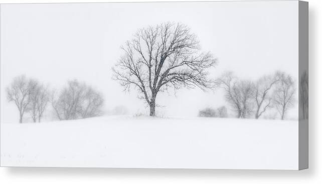 Snow White Blizzard Blowing White Tree Lone Symmetry Panorama Balance B&w Black And White Grey Cold Winter Wi Wisconsin Stoughton Madison Canvas Print featuring the photograph Whiteout - Tree in a prairie blizzard by Peter Herman
