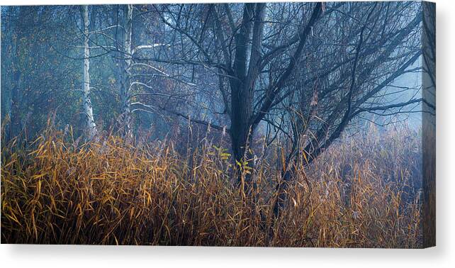 Tree Canvas Print featuring the photograph Blue morning #1 by Davorin Mance
