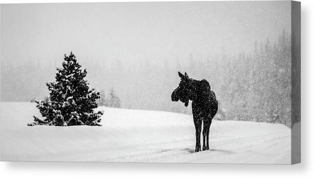 Moose Canvas Print featuring the photograph Lost in thought #1 by Peter Mangolds