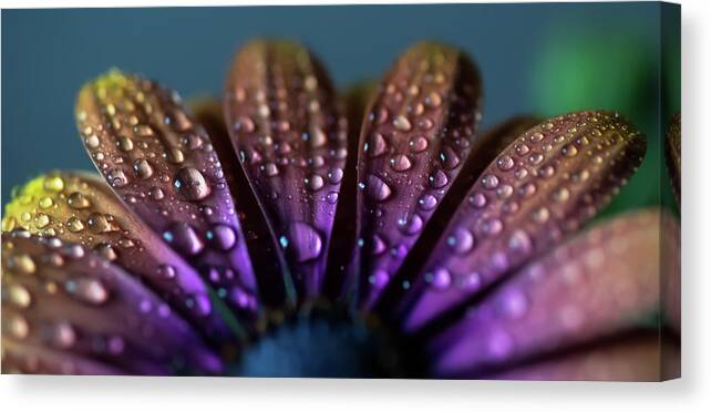 Blossom Canvas Print featuring the photograph Beauty Close Up by Federico Pico