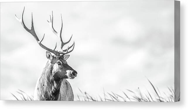 Animal Canvas Print featuring the photograph California Tule Elk Bull by Mike Fusaro