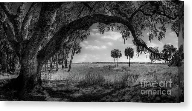 Black And White Canvas Print featuring the photograph Clyde Butcher's Tree, Myakka River State Park, FL, BW by Liesl Walsh