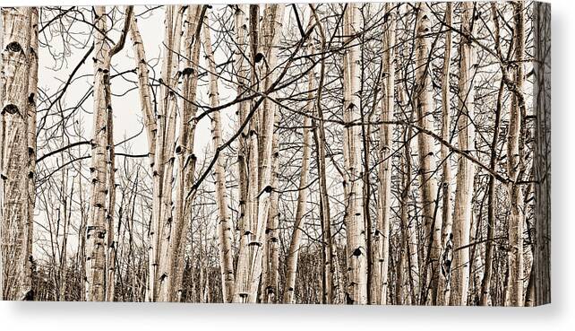 Snow Canvas Print featuring the photograph Eye Of The Forest by Carmen Kern