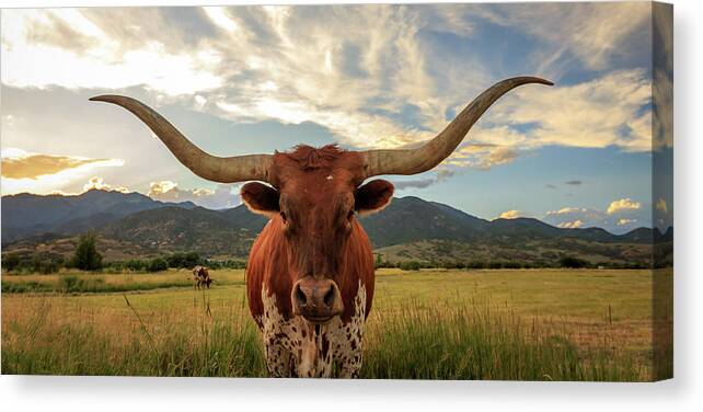  Canvas Print featuring the photograph Heber Valley Longhorn CROP by Wasatch Light