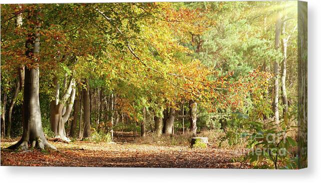Autumn Canvas Print featuring the photograph Mature woodland beech trees in Autumn colour Norfolk by Simon Bratt