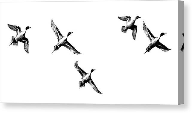 Animals And Pets Canvas Print featuring the photograph Pintail ducks by Mike Fusaro