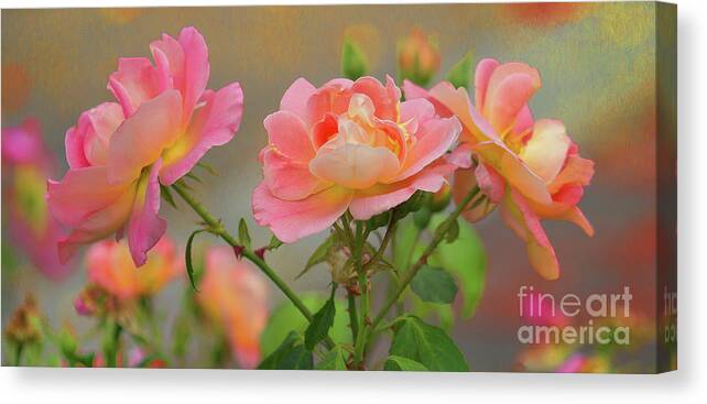Floral Canvas Print featuring the photograph Texas Rose 3 by Roberta Byram