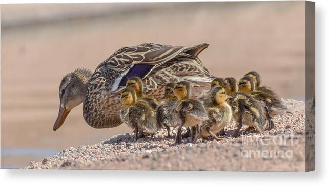 Duck. And Ducklings Canvas Print featuring the digital art Time for a Swim Little Ones by Tammy Keyes