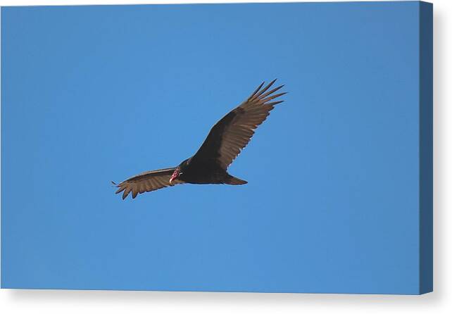 Bird Of Prey Canvas Print featuring the photograph Turkey Vulture Flight by John Dart