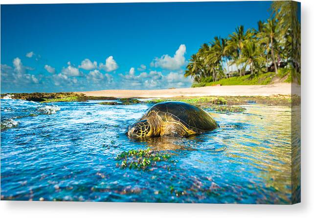 Hawaii Canvas Print featuring the photograph Chilling Honu by Leonardo Dale