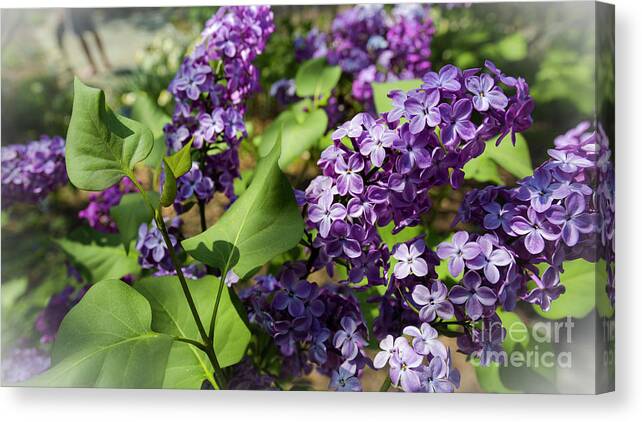 National Arboretum Canvas Print featuring the photograph Lilac by Agnes Caruso