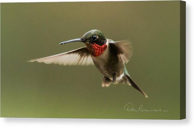 Ayden Canvas Print featuring the photograph Male Ruby-Throated Hummingbird 6794 by Dan Beauvais