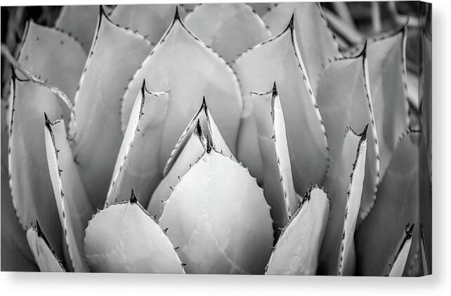 Agave Azul Canvas Print featuring the photograph Agave azul blue agave plant by Mike Fusaro