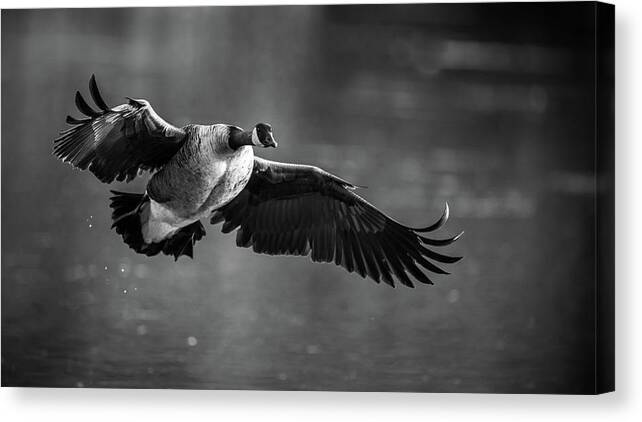 Canada Goose Canvas Print featuring the photograph Canada goose mid flight by Mike Fusaro