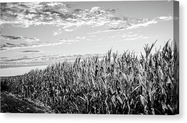 Agriculture Canvas Print featuring the photograph Dry Corn Field Crop by Mike Fusaro