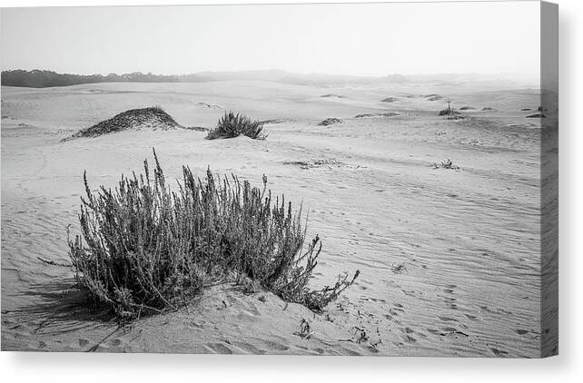 10 Mile Beach Canvas Print featuring the photograph Endless Coastal Dunes by Mike Fusaro