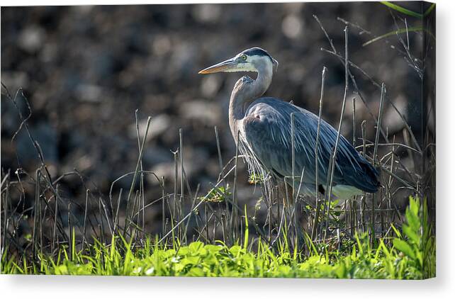 Water Bird Canvas Print featuring the photograph Great Blue Heron by Mike Fusaro