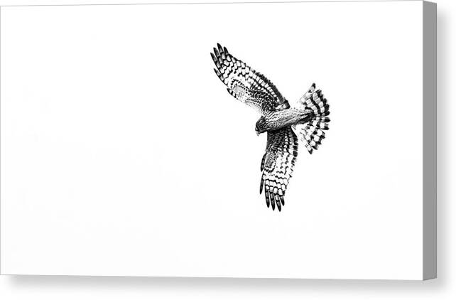 Bird Of Prey Canvas Print featuring the photograph Hawk Turn by Mike Fusaro