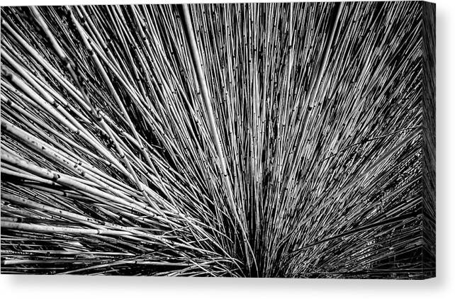 Abstract Canvas Print featuring the photograph Horsetail reed bush by Mike Fusaro