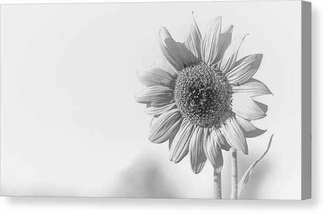Agriculture Canvas Print featuring the photograph Sunflower by Mike Fusaro