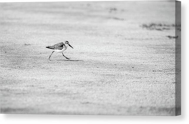 Animal Canvas Print featuring the photograph Walking Sandpiper by Mike Fusaro