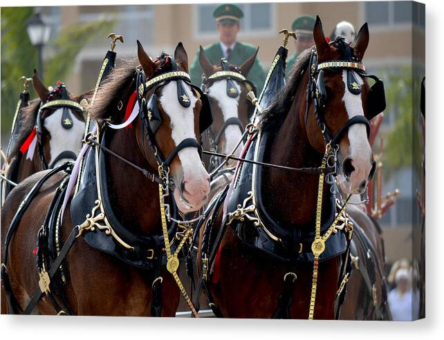 Horses Canvas Print featuring the photograph Clydesdales by Amanda Vouglas