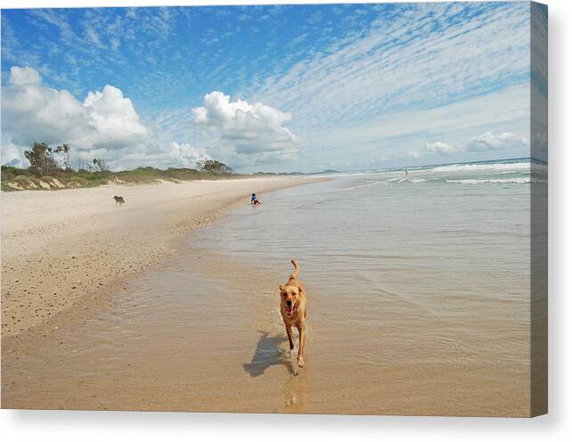 Australia Canvas Print featuring the photograph Running Free 2 by Ankya Klay