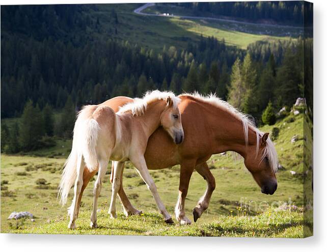 Horses Canvas Print featuring the photograph Two wild horses by Matteo Colombo