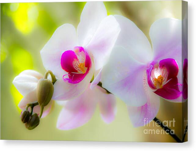 Nature Canvas Print featuring the photograph White orchid by Agnes Caruso