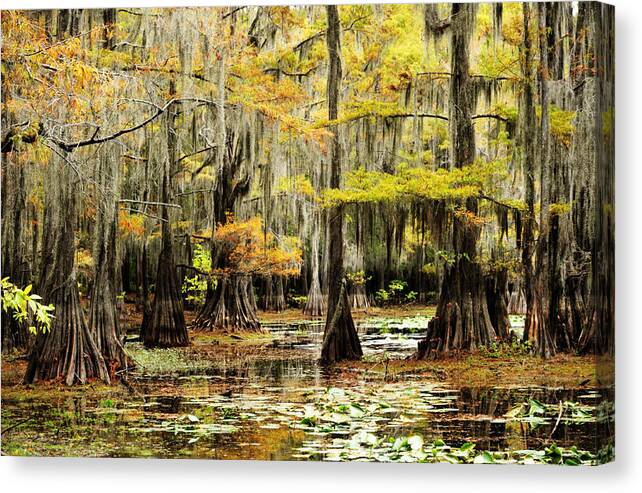 Trees Canvas Print featuring the photograph Reflections in the Forest by Iris Greenwell