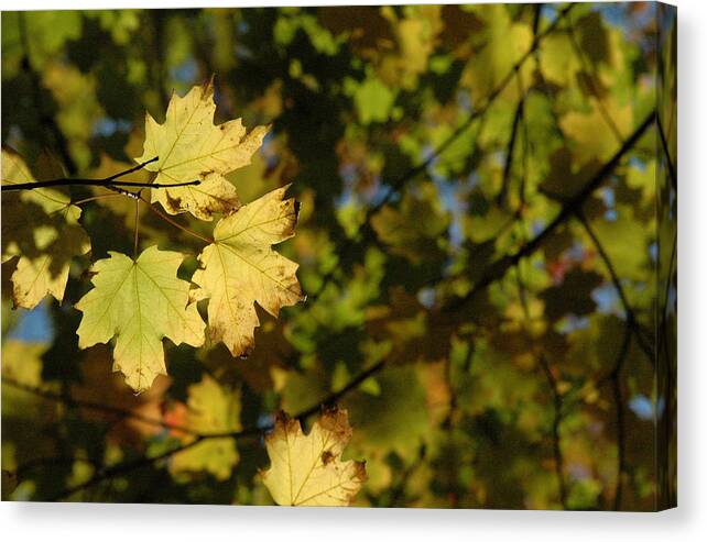Yellow. Leaves Canvas Print featuring the photograph Golden Morning by Trish Hale