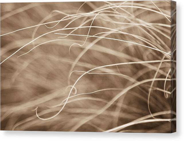 Sepia Canvas Print featuring the photograph Natural Curls by Linda McRae