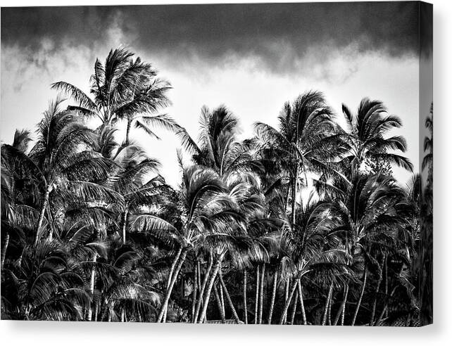 Wind Canvas Print featuring the photograph Palms in the Hawaiian Trade Winds by Lawrence Knutsson