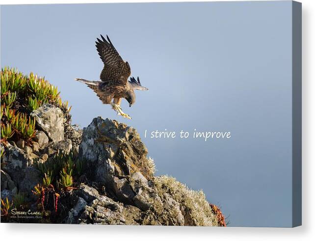  Canvas Print featuring the photograph Peregrine Falcon says I Strive to Improve by Sherry Clark
