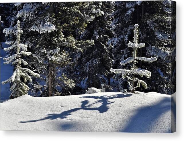 Snow Canvas Print featuring the photograph Shadows in the Snow by Mike Helland