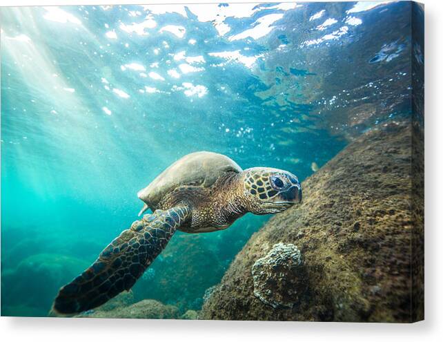 Hawaii Photography Canvas Print featuring the photograph Waimea Sea Turtle by Leonardo Dale