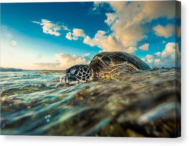 Sea Turtle Canvas Print featuring the photograph Water Player Turtle by Leonardo Dale