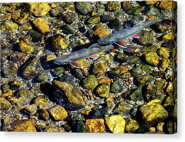 Aspens Canvas Print featuring the photograph Fall Brook Trout by Johnny Boyd