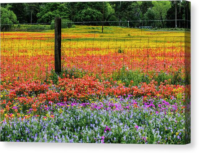 Texas Bluebonnets Canvas Print featuring the photograph Fence Post of Color by Johnny Boyd