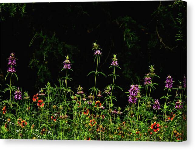 Texas Wildflowers Canvas Print featuring the photograph Horsemint Tall by Johnny Boyd
