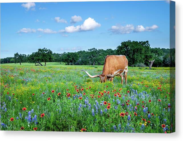 Texas Wildflowers Canvas Print featuring the photograph Longhorn In Bluebonnets by Johnny Boyd