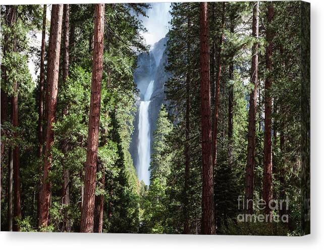 Yosemite Canvas Print featuring the photograph Lower Yosemite fall and forest, Yosemite NP, USA by Matteo Colombo