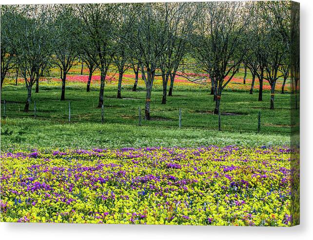 Texas Bluebonnets Canvas Print featuring the photograph Monet's Orchard by Johnny Boyd
