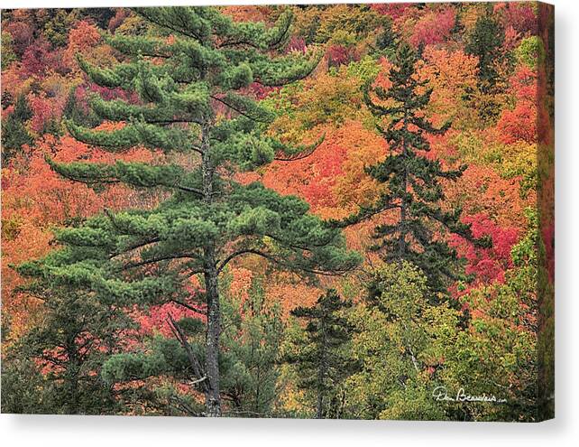 Fall Canvas Print featuring the photograph White Mountain National Forest 9140 by Dan Beauvais