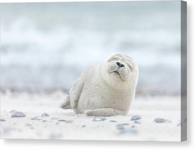 Smile Canvas Print featuring the photograph Smile #1 by Erika Valkovicova