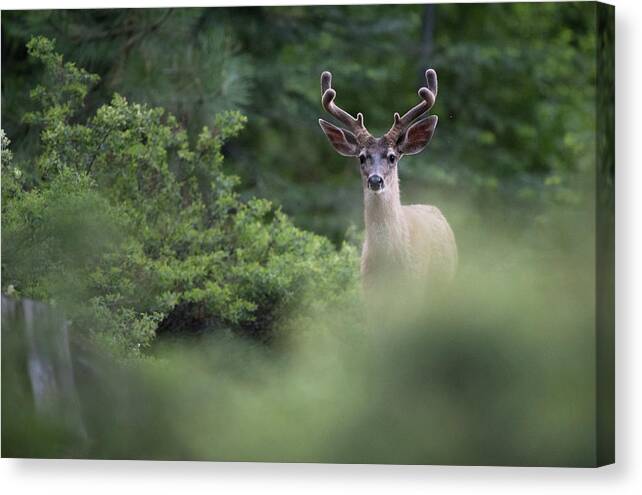 Alert Canvas Print featuring the photograph Black Tail Deer by Mike Fusaro